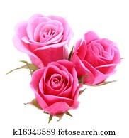 עלוה ורוד, פרוח ריח, הפרד, בלבן, רקע, גזירית