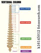 עמוד חולייתי