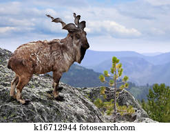 捻角山羊 在 Wildness 區域種類最齊全的圖像 K Fotosearch 捻角山羊 在 Wildness 區域種類最齊全的圖像 K Fotosearch