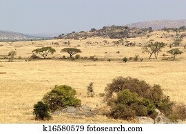 African savanna African savanna