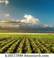 agricultura, campo verde, ligado, pôr do sol