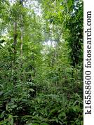 Amazon trees and vegetation
