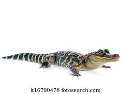 American Alligator American Alligator