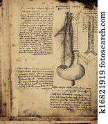 Anatomy Anatomy