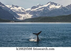 Baby Humpback in front of Glacier Baby Humpback in front of Glacier
