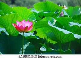 Beautiful lotus