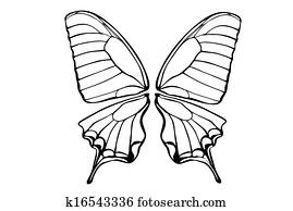 butterfly butterfly