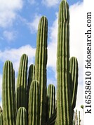 Cactus Cactus