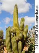 Cactus Cactus