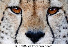 Cheetah Wild Cat Eyes Cheetah Wild Cat Eyes