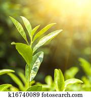 chá verde, broto, e, folhas