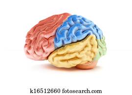 coloreado, secciones, de, un, cerebro humano