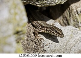 Common wall lizard from Germany