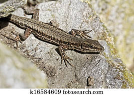 Common wall lizard from Germany