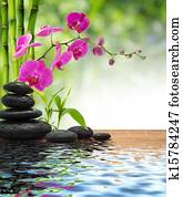 composition bamboo-purple orchid