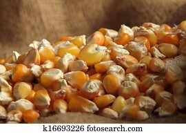 corn corn