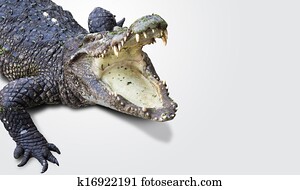 dangerous alligator with open mouth dangerous alligator with open mouth