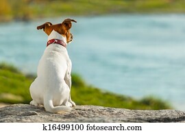 dog watching dog watching