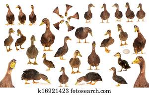 duck duck