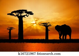 elephant silhouette elephant silhouette