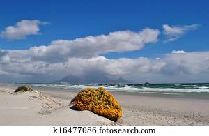 Flowers on sand dune