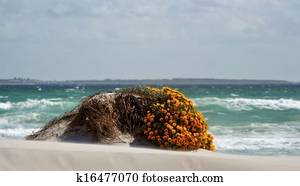 Flowers on sand dune