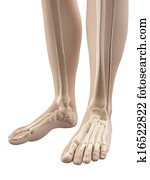 Human anatomy - bones of the foot Clipart | k7512280 | Fotosearch