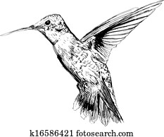 Hand drawn hummingbird Hand drawn hummingbird