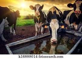 Herd of young calves drinking water Herd of young calves drinking water
