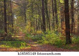 hiking trail hiking trail