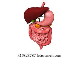 human digestive system human digestive system