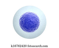 Human egg cell isolated on white background Human egg cell isolated on white background