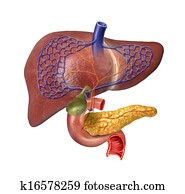 Human Liver system cutaway