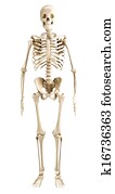 Human skeleton Human skeleton