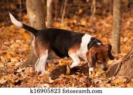 Hunting Beagle Hunting Beagle