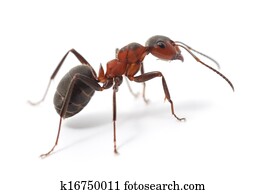 Isolated Red Ant