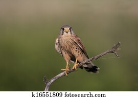 Kestrel, Falco tinnunculus