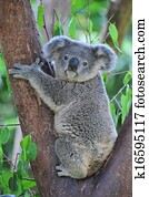 Koala bear Koala bear