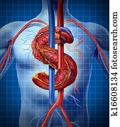 krankenversicherung, kosten