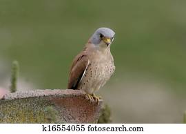 Lesser kestrel, Falco naumanni,