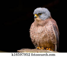 Lesser kestrel
