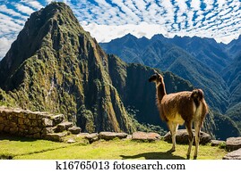 lhama, machu picchu, ruínas, peruano, andes, cuzco, peru