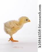 Little chicken Little chicken