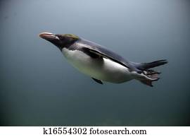 Macaroni penguin, Eudyptes chrysolophus