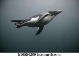 Macaroni penguin, Eudyptes chrysolophus