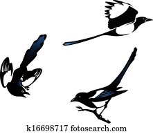 Magpies Magpies