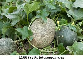 Melons Melons