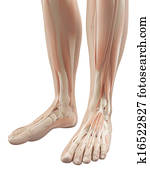 Muscles of the feet Muscles of the feet