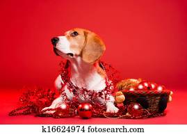 Weihnachtsbilder Hund Stock Fotos | 1000+ Weihnachtsbilder Hund Bilder