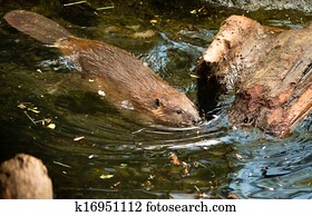 North American Beaver Castor Canadensis Wild Animal Swimming Dam